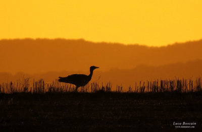 Great Bustard