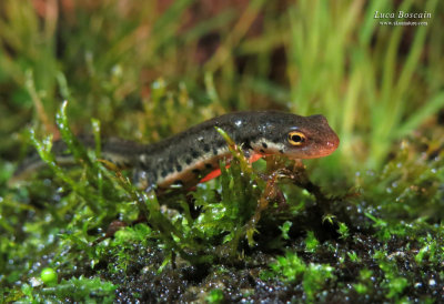 Bosca's Newt