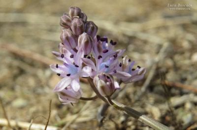 Scilla autumnalis