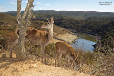 Spanish Deers