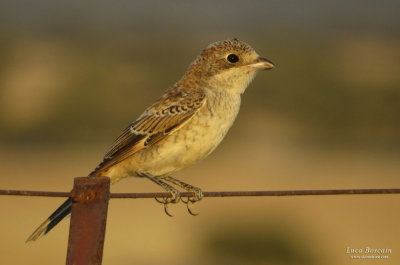 Woodchat Shrike, juvenile