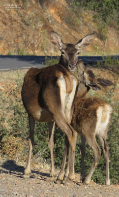 Spanish Deers