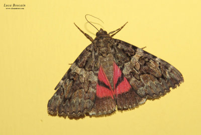 Catocala coniucta