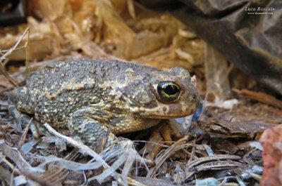 Natterjack Toad