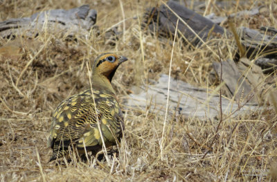 Pin-tailed Sandgrouse