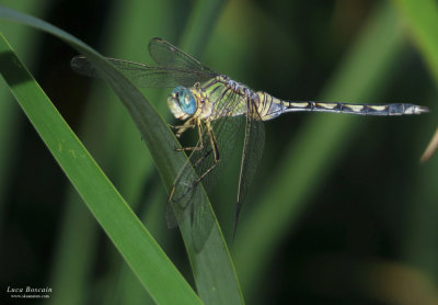 Orthetrum trinacria