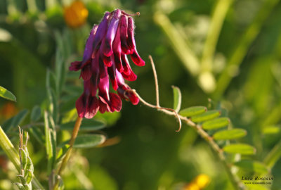 Vicia sp.