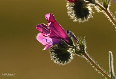 Echium plantagineum