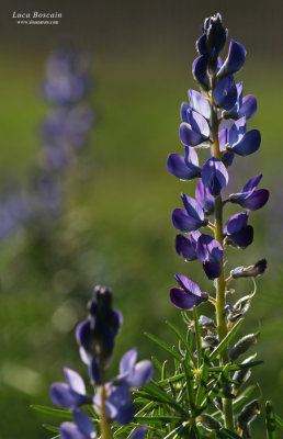 Lupinus angustifolius