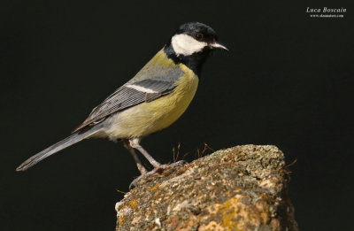 Great Tit