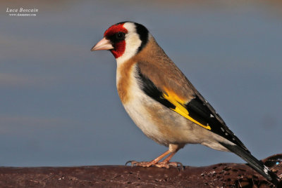 Goldfinch