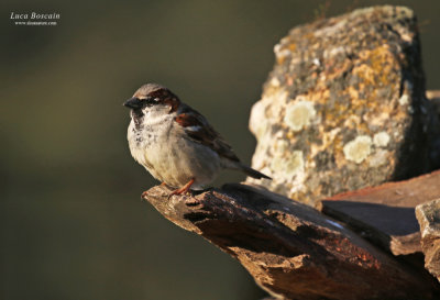 House Sparrow