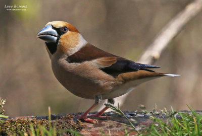 Hawfinch