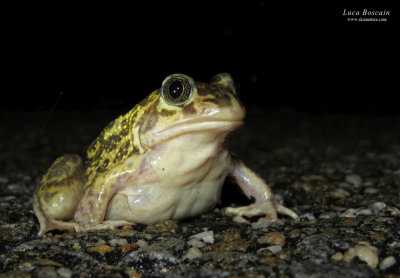 Western Spadefoot