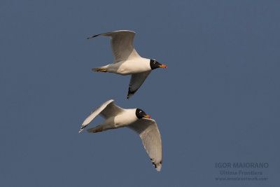 Great Black-headed Gull