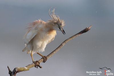 Squacco Heron