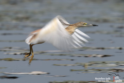 Squacco Heron