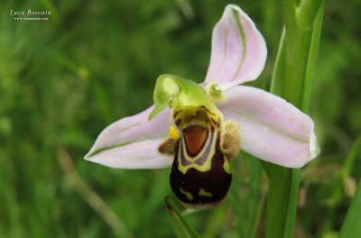 Ophrys apifera