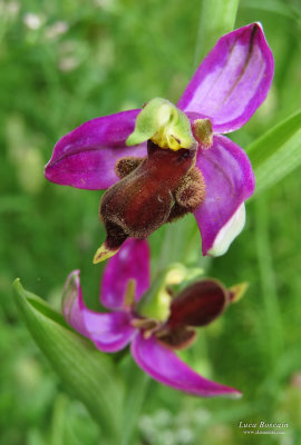 Ophrys apifera var. almaracensis