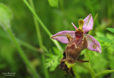 Ophrys scolopax