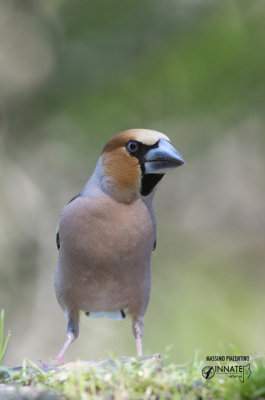 Hawfinch