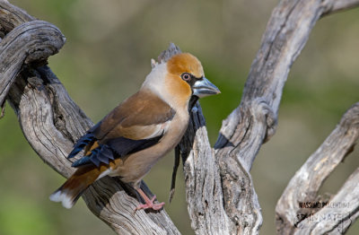 Hawfinch