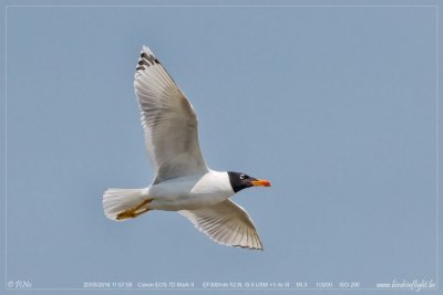 Great Black-headed Gull