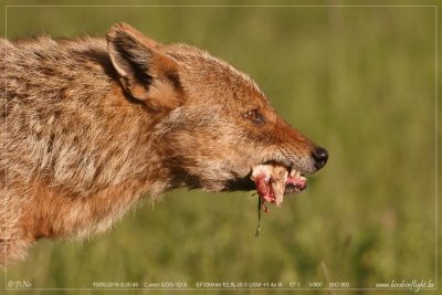 Golden jackal