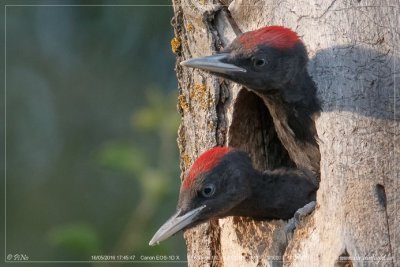 Black Woodpecker