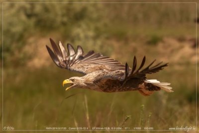 White-tailed Eagle