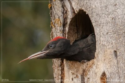 Black Woodpecker