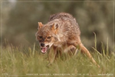 Golden jackal