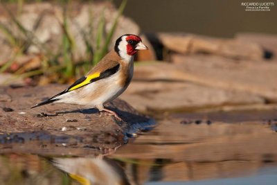 Goldfinch