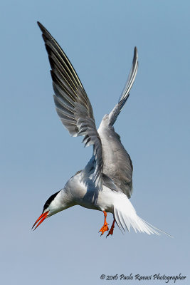 Common Tern 