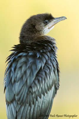 Pygmy Cormorant
