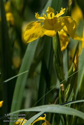Iris pseudoaucarus