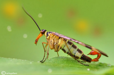  Scorpion flies (Panorpa cognata )