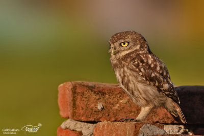 Little Owl