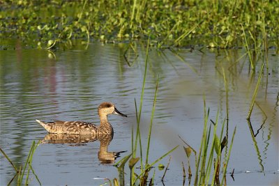 Marbled Duck