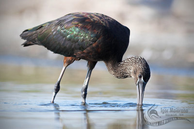 Glossy Ibis 