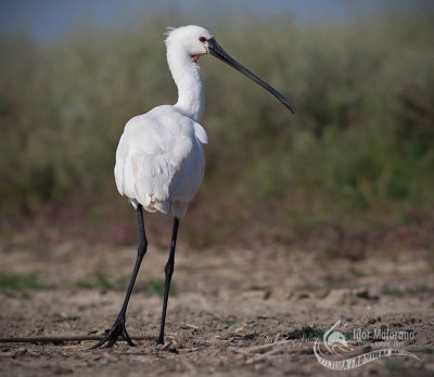 Spoonbill 