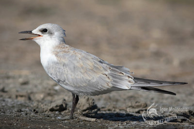 Gull-billed Tern 