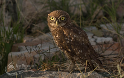 Little owl