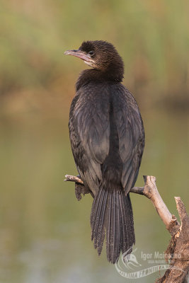 Pygmy Cormorant