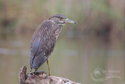 Night-Heron 