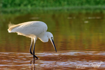 Little Egret