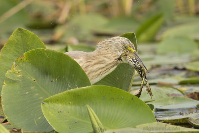 Squacco Heron