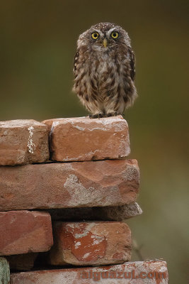 Little owl