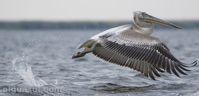 Dalmatian Pelican