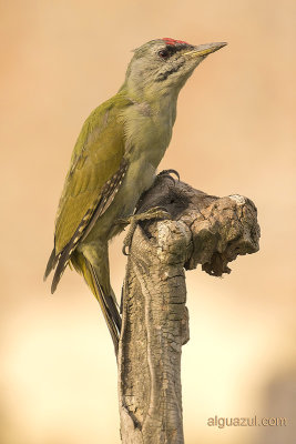  Grey-headed Woodpecker